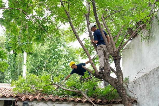 Empresa especializada em corte de árvores