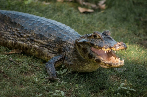 Manejo de animais silvestres no Rio de Janeiro