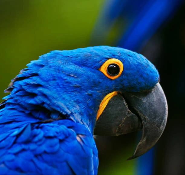 Manejo de fauna silvestre em Itaguaí