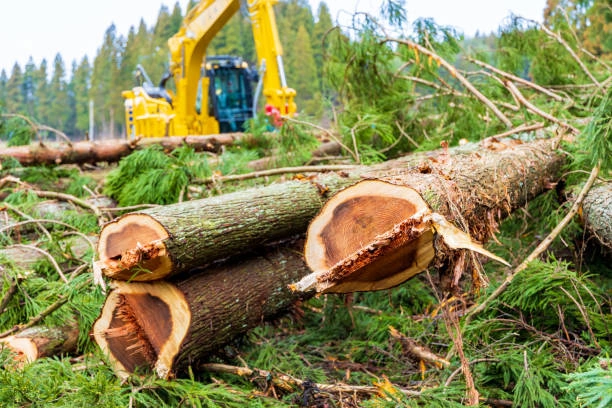Supressão vegetal em Itaguaí